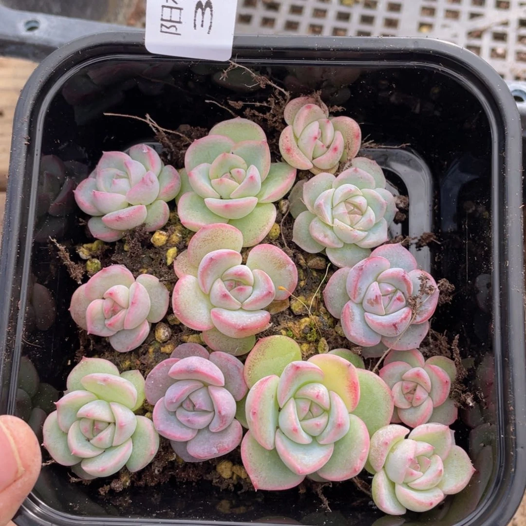 多肉植物多肉植物342