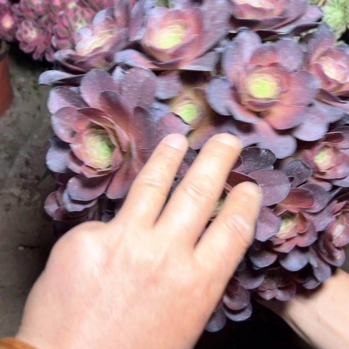 63魅金多肉多肉多肉多肉朵朵