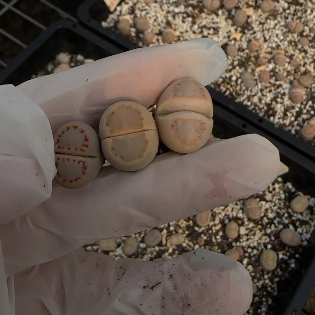 看****12.20.c216饼干.9002清旧框