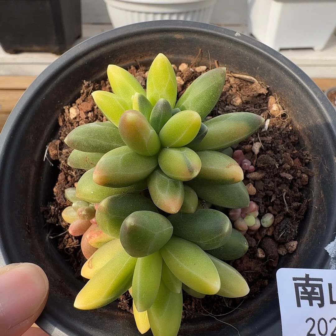 千代田锦1111127-42