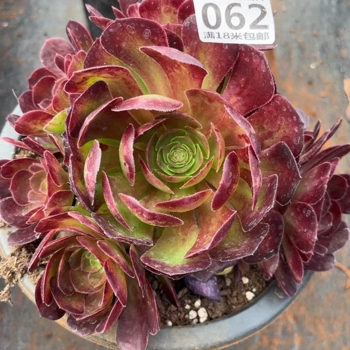 062雨荷掌心多肉法师锦不包侧枝断枝的