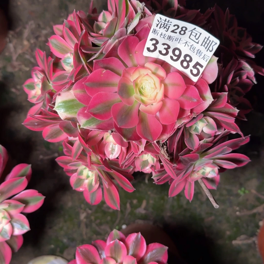 33985女巫多肉植物