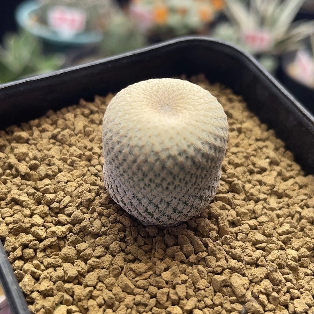 实生日系小人帽子仙人球