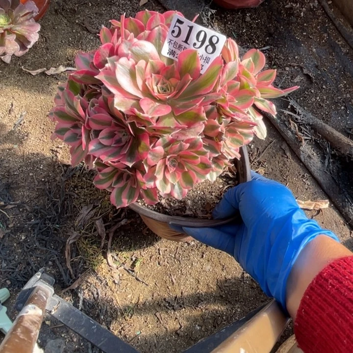 198号粉女巫多肉植物