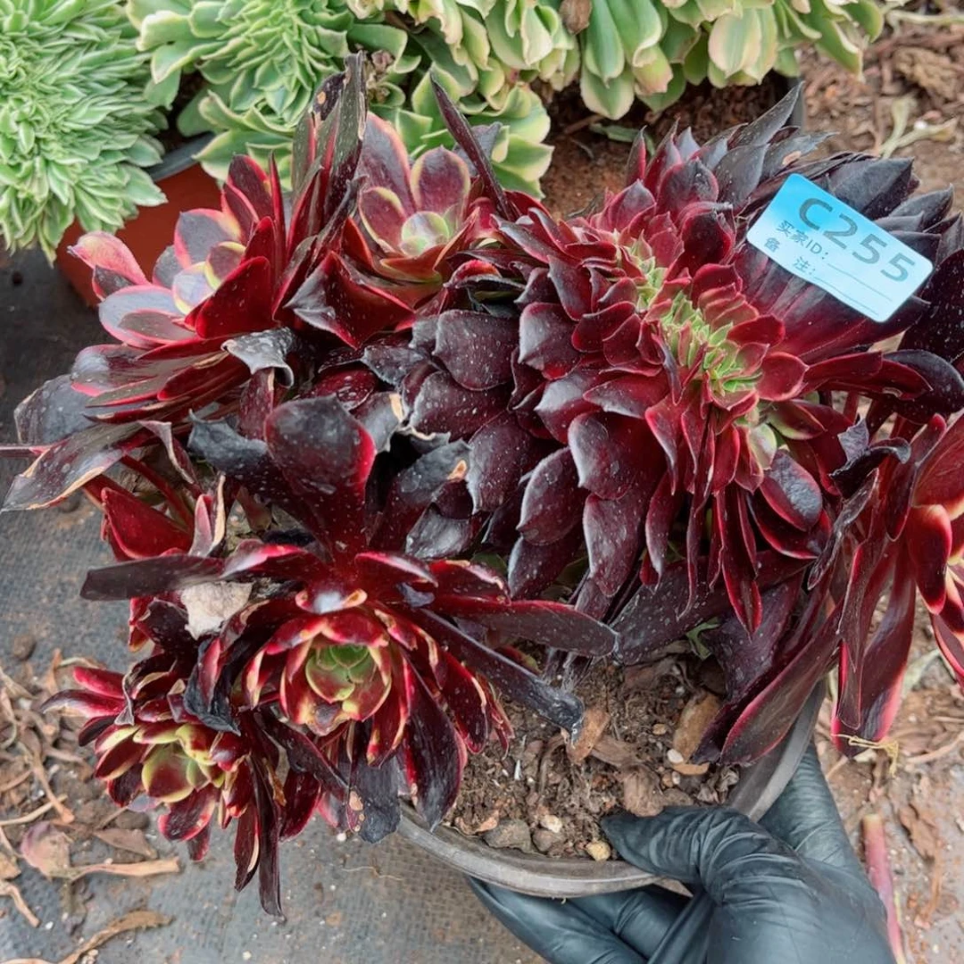 多肉植物255欧嘉莉