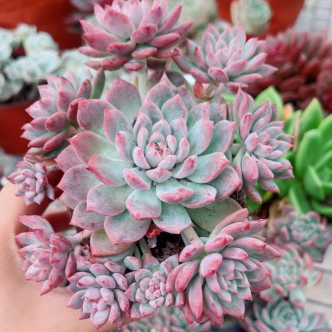 霜花多头造型精品