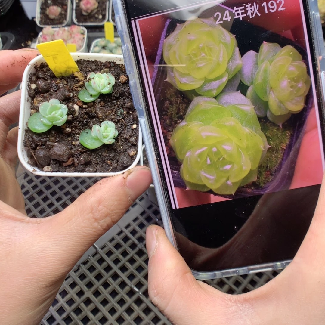 无花朵T48 3颗一组yyyyyyy