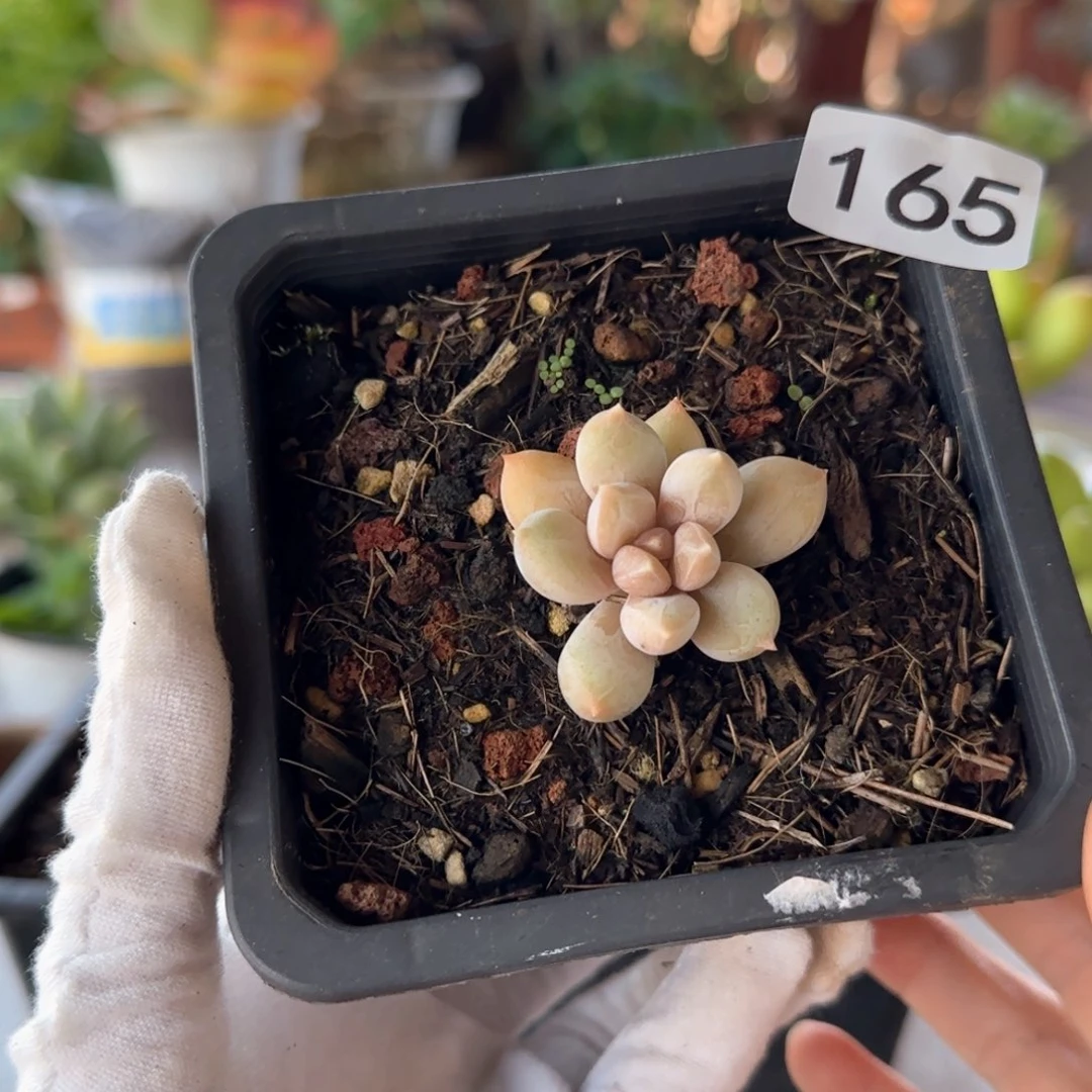 165号 一物一拍 一物一拍