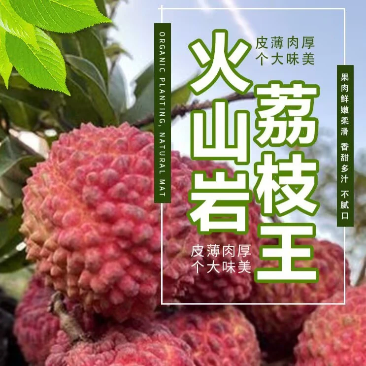 火山荔枝王乒乓球大荔枝非白糖罂新鲜