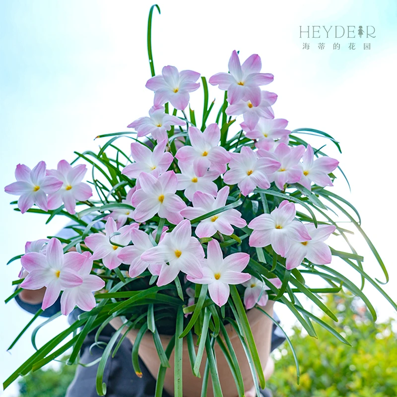 海蒂的花园风雨兰盆栽苗新手好养易活庭院阳台养护粉色花卉盆栽苗