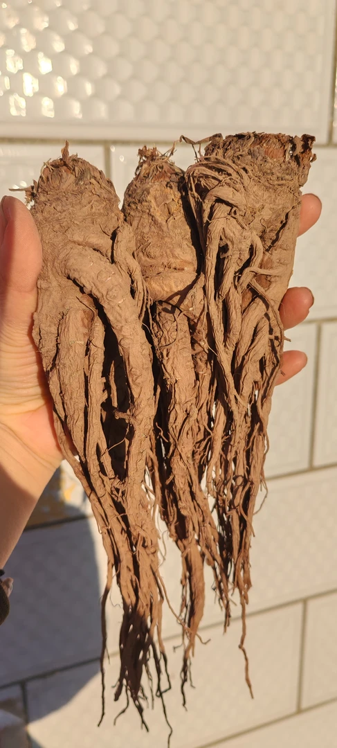 当季高原半野生种植新当归