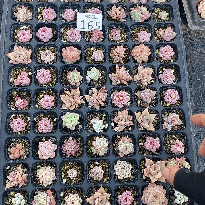 165 多肉植物盆栽花卉盆栽