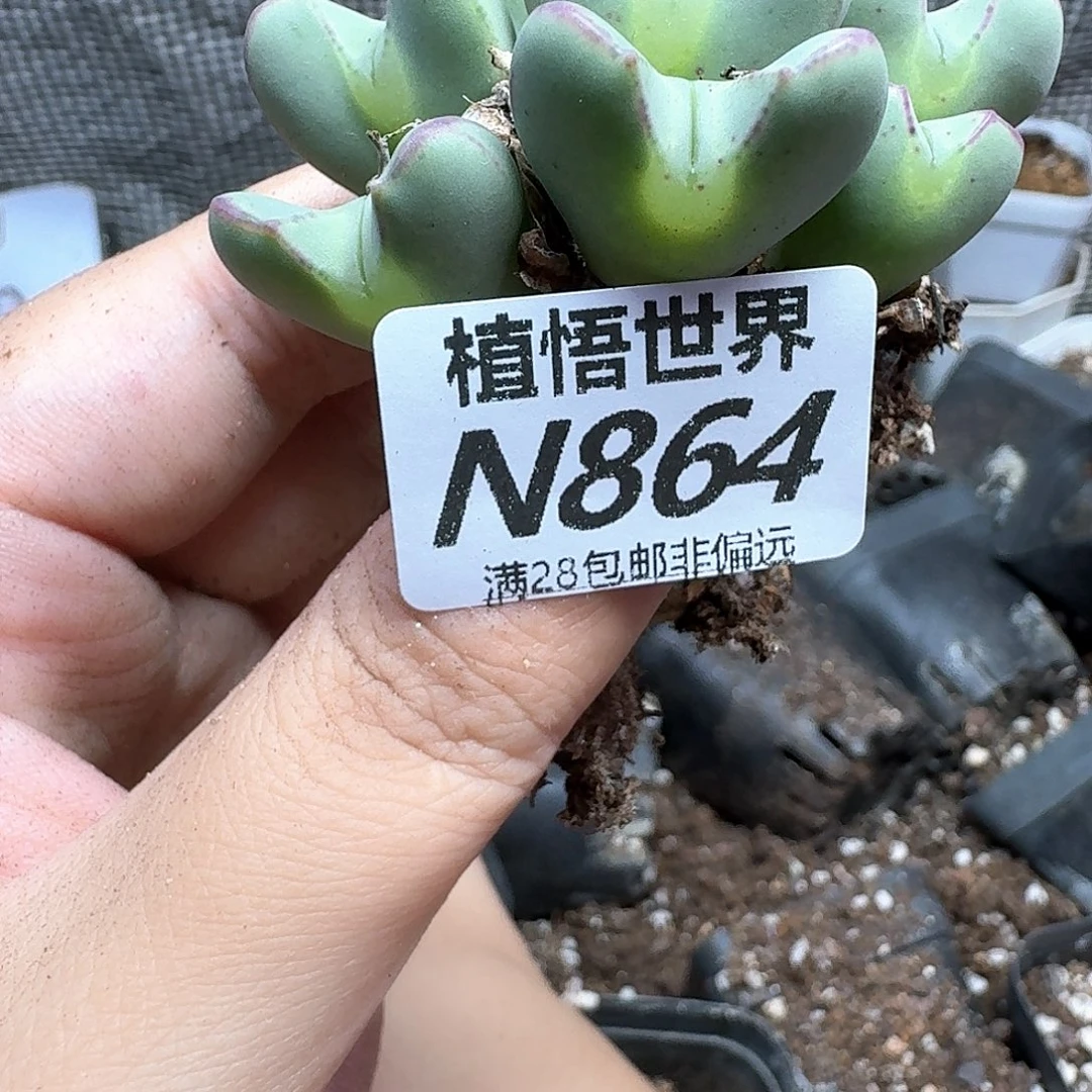 多肉植物的润泽从v