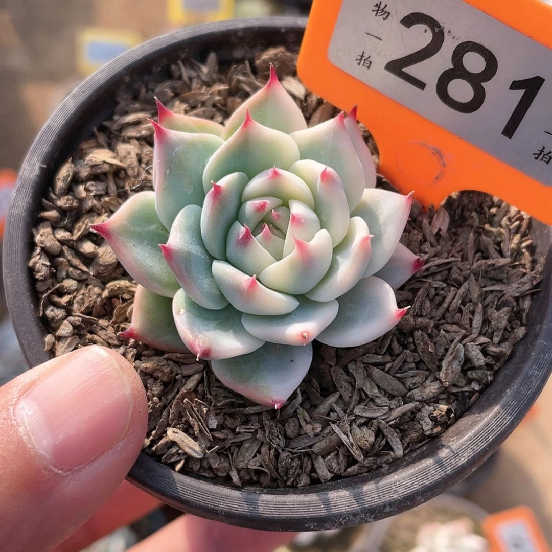 【闪购商品】281号