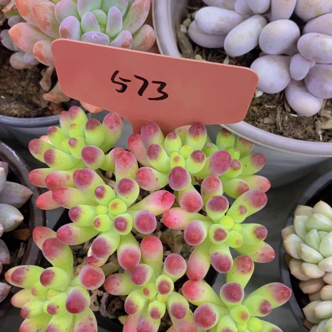 开心多肉一物一拍