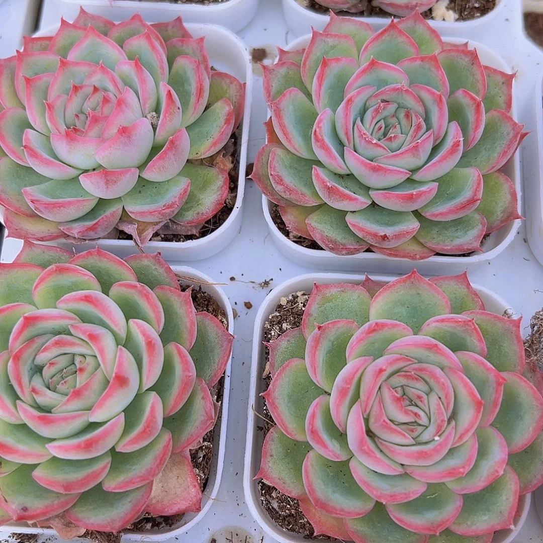 精品侧影19包邮多肉