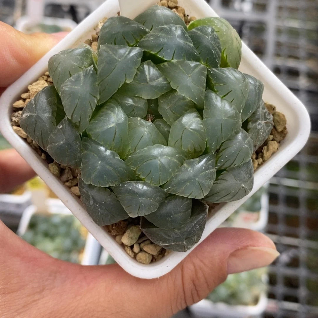 540实生湖水玉露锦一物一拍
