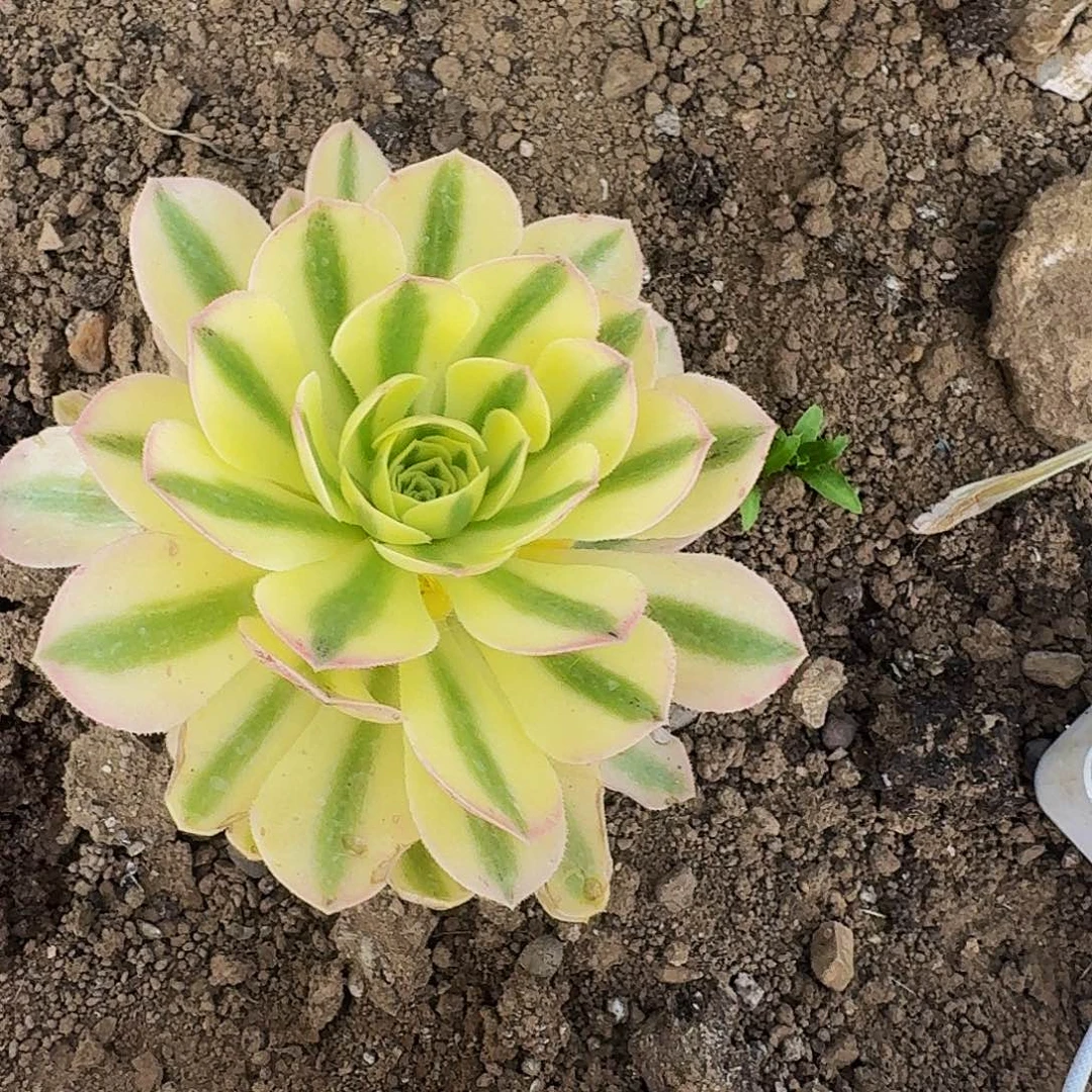 路***瓜470迈巴赫多肉法师的