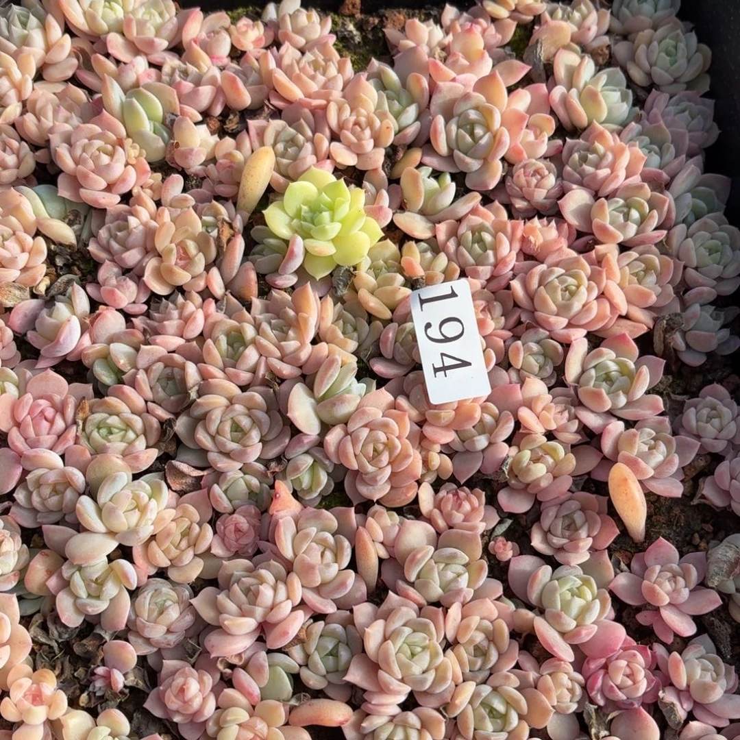 多肉植物多肉植物194