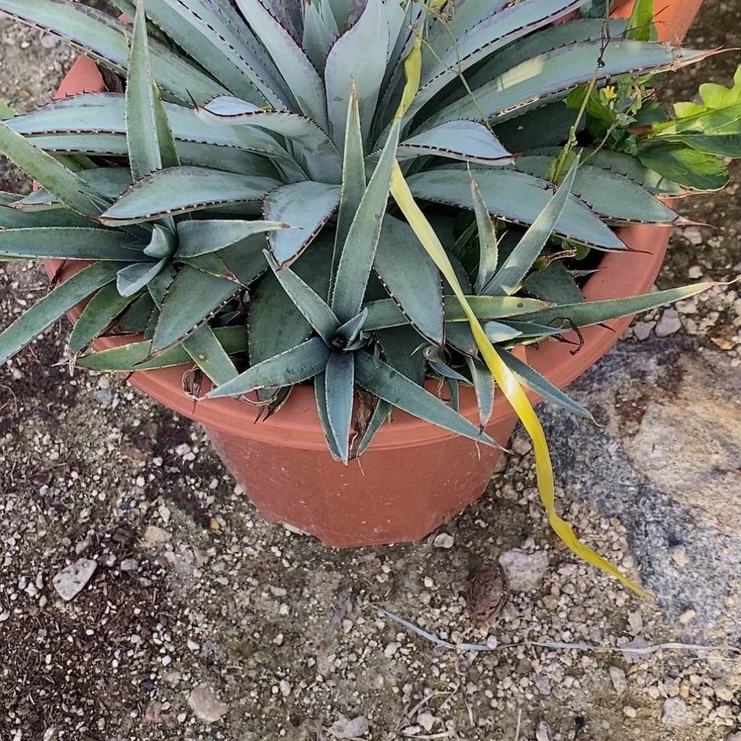 血统侧芽一颗11111