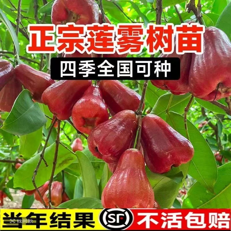 莲雾果树苗嫁接苗大叶红黑金刚莲雾苗黑珍珠巴掌红莲雾苗当年结果