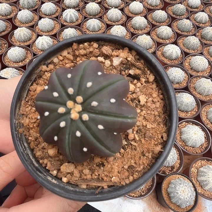我***白小白的海星琉璃5.0cm