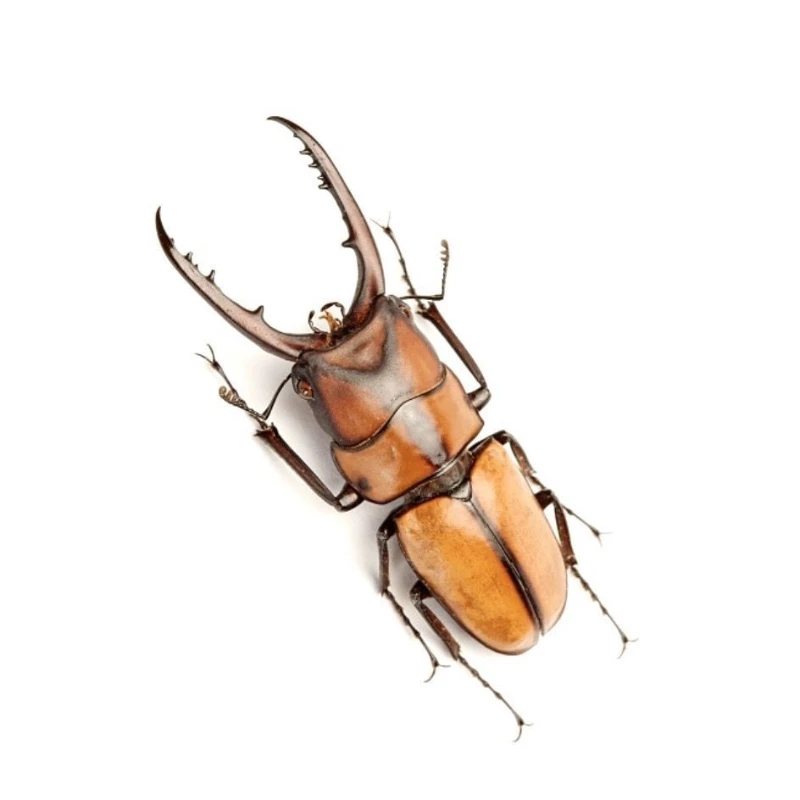 Y纹锯锹甲中扁锹甲等甲虫幼虫锹甲混合品种随机发货不分公母