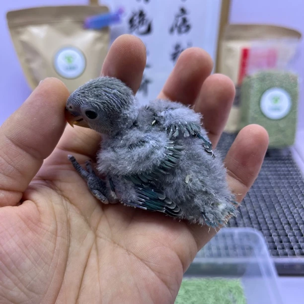 牡丹鹦鹉-绿金顶公E10229