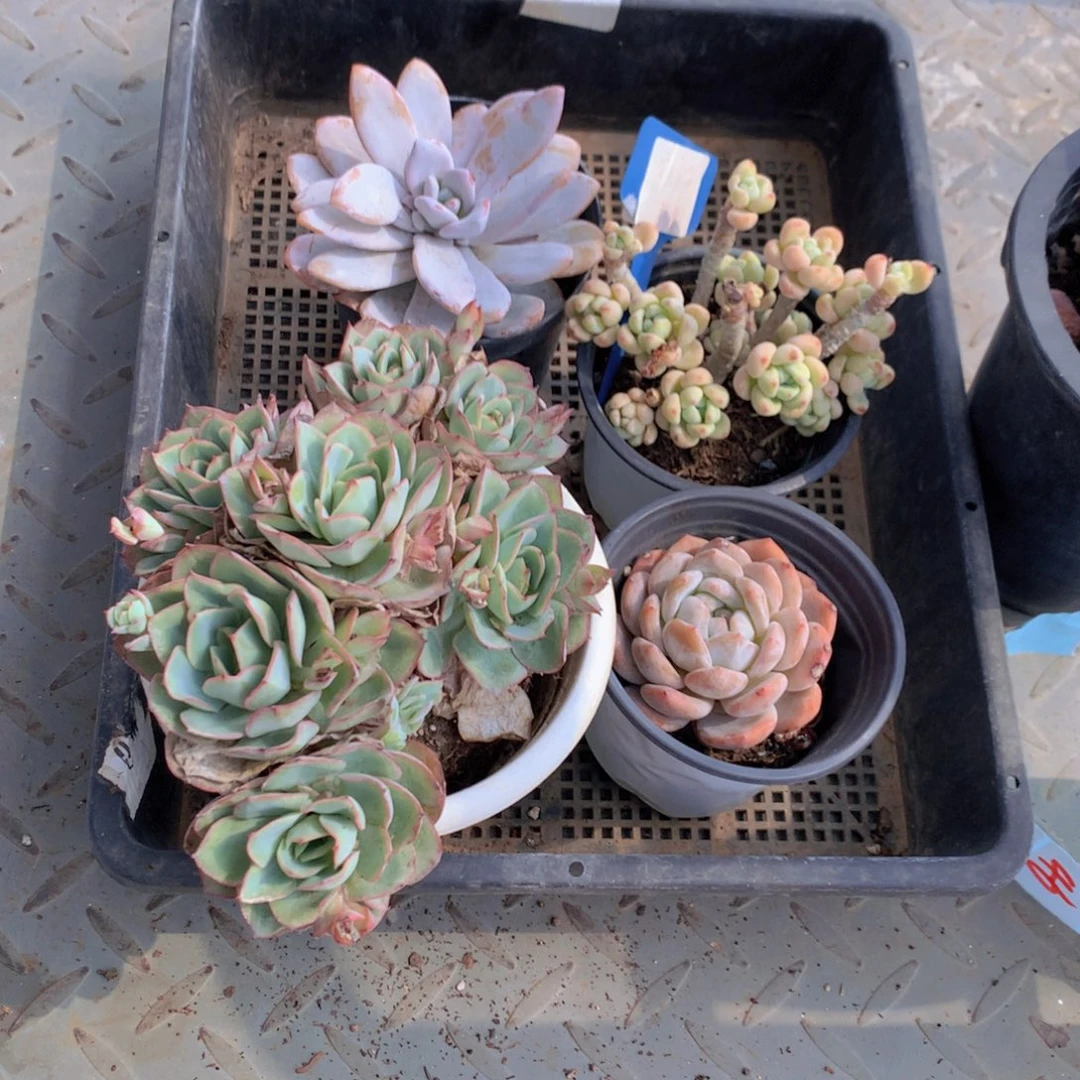 多肉植物一单包邮8