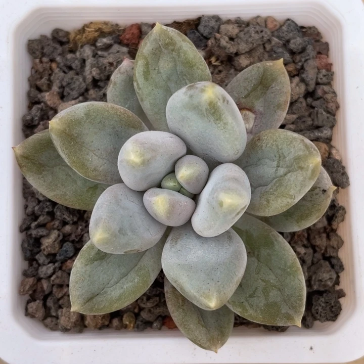 黄体，胖哥特，包正版