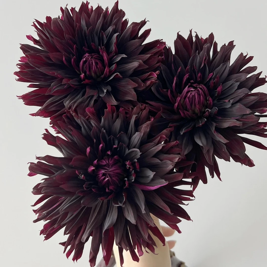 黑魔法大丽花盆栽露台庭院花卉植物多年生好养护