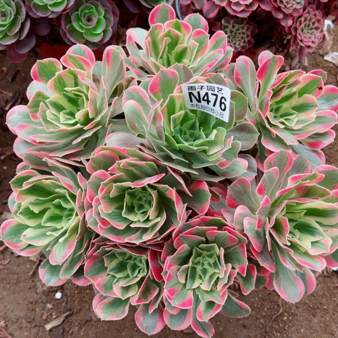 476女妖尺寸30左右