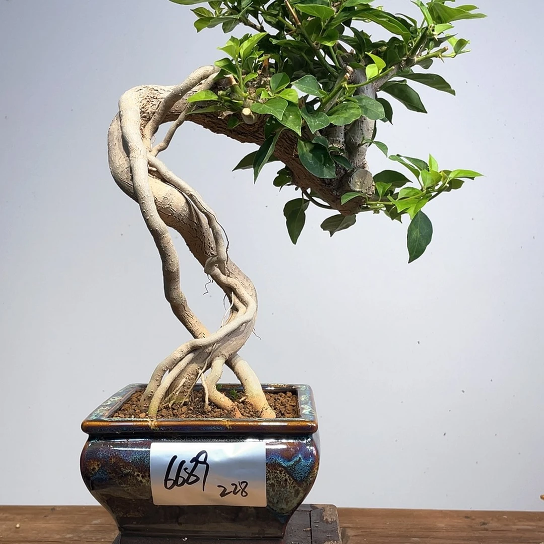 无花朵三角梅高度50厘米左右小叶紫