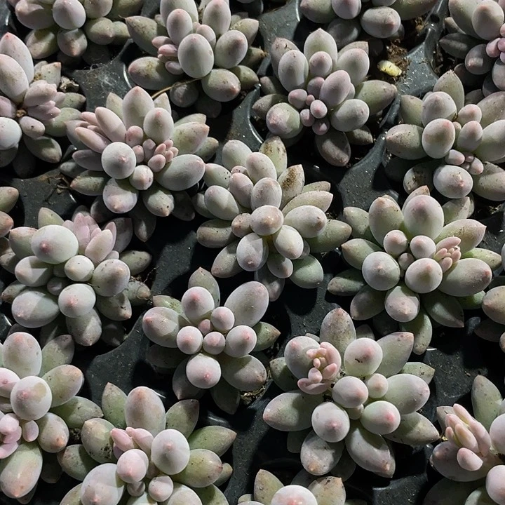 小婴儿手指1元带土发