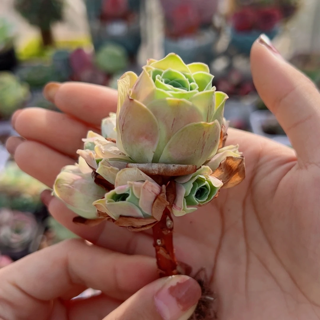 910粉玫瑰长杆子手捧花。