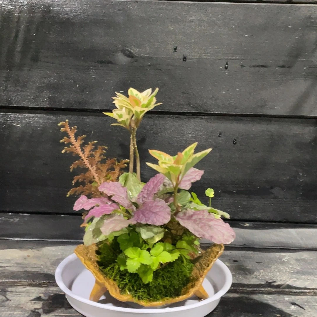 无花朵日本山野草