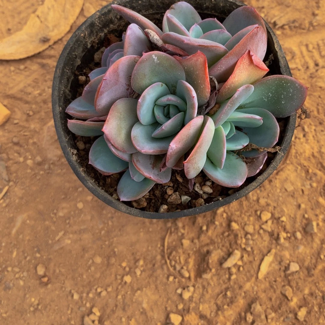 *****5头手捧布鲁兰多肉