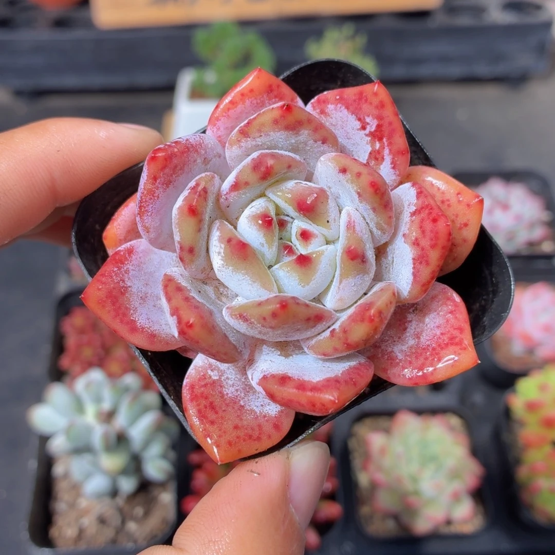 橙梦露多肉9.9包邮发货