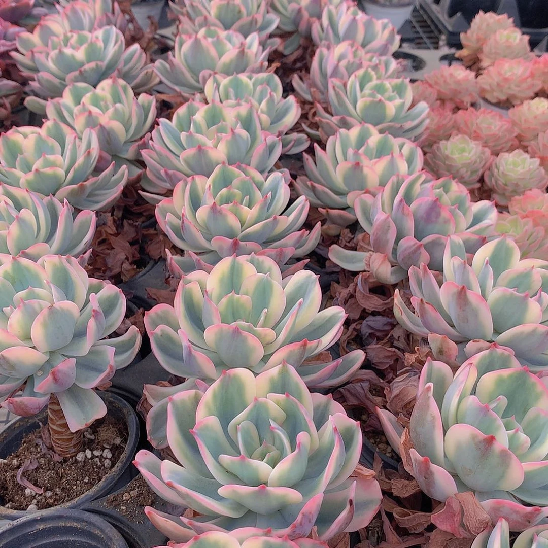 玉凤锦234566777888999