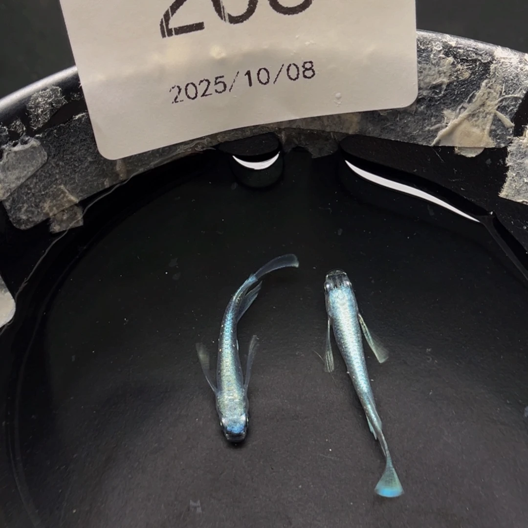 青鳉鱼208天使之翼一对