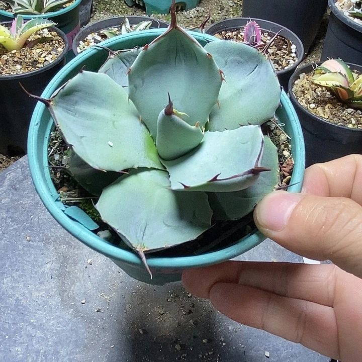 龙舌兰科厚叶福克