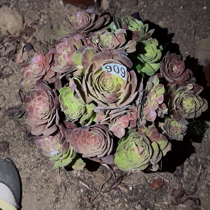 909花月夜多肉植物