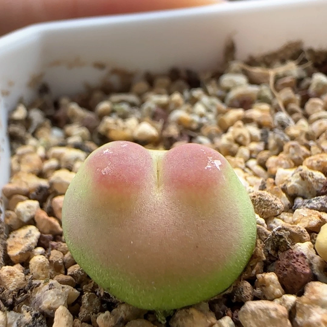 6186 大白多肉植物园