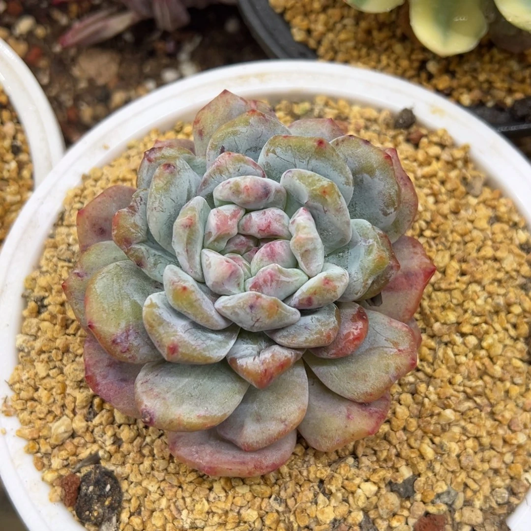 星影石化 夏鸣园艺