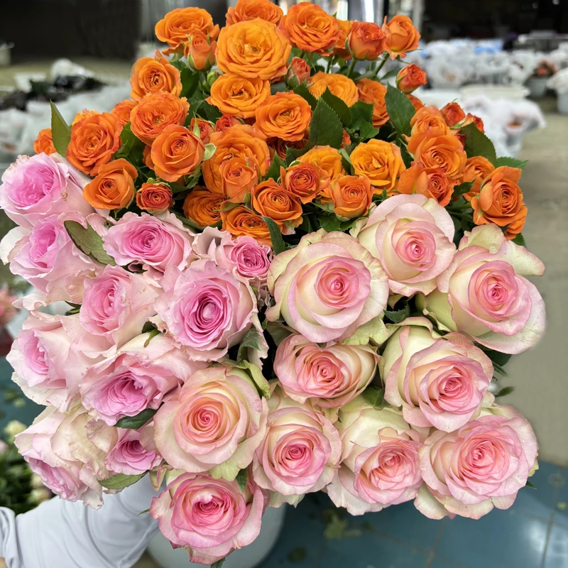 【玫瑰组合】单头玫瑰新鲜鲜花花束云南鲜花基地直发适合客厅装饰