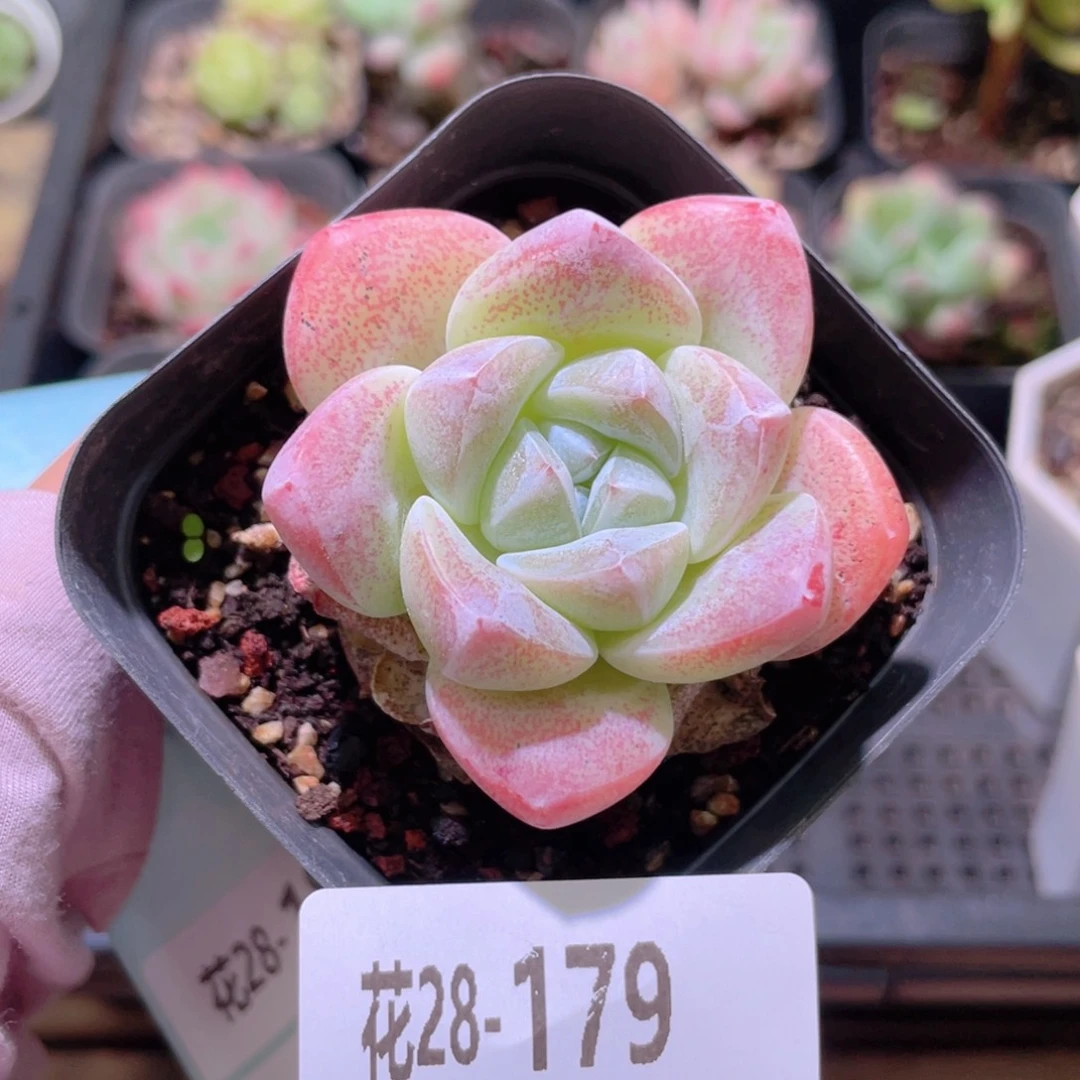 花利美28-179冰玉
