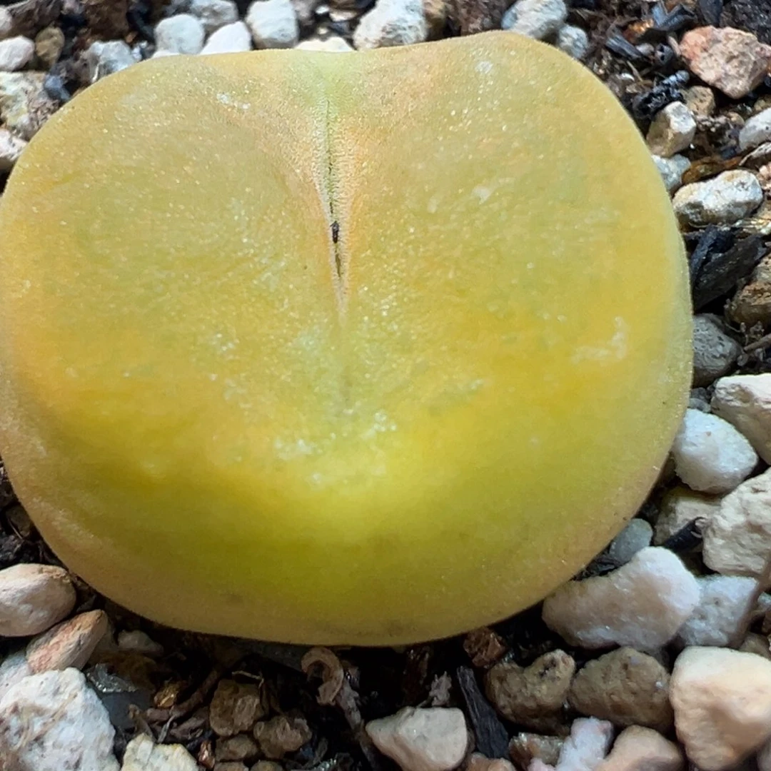 1801.1蟠桃母本多肉