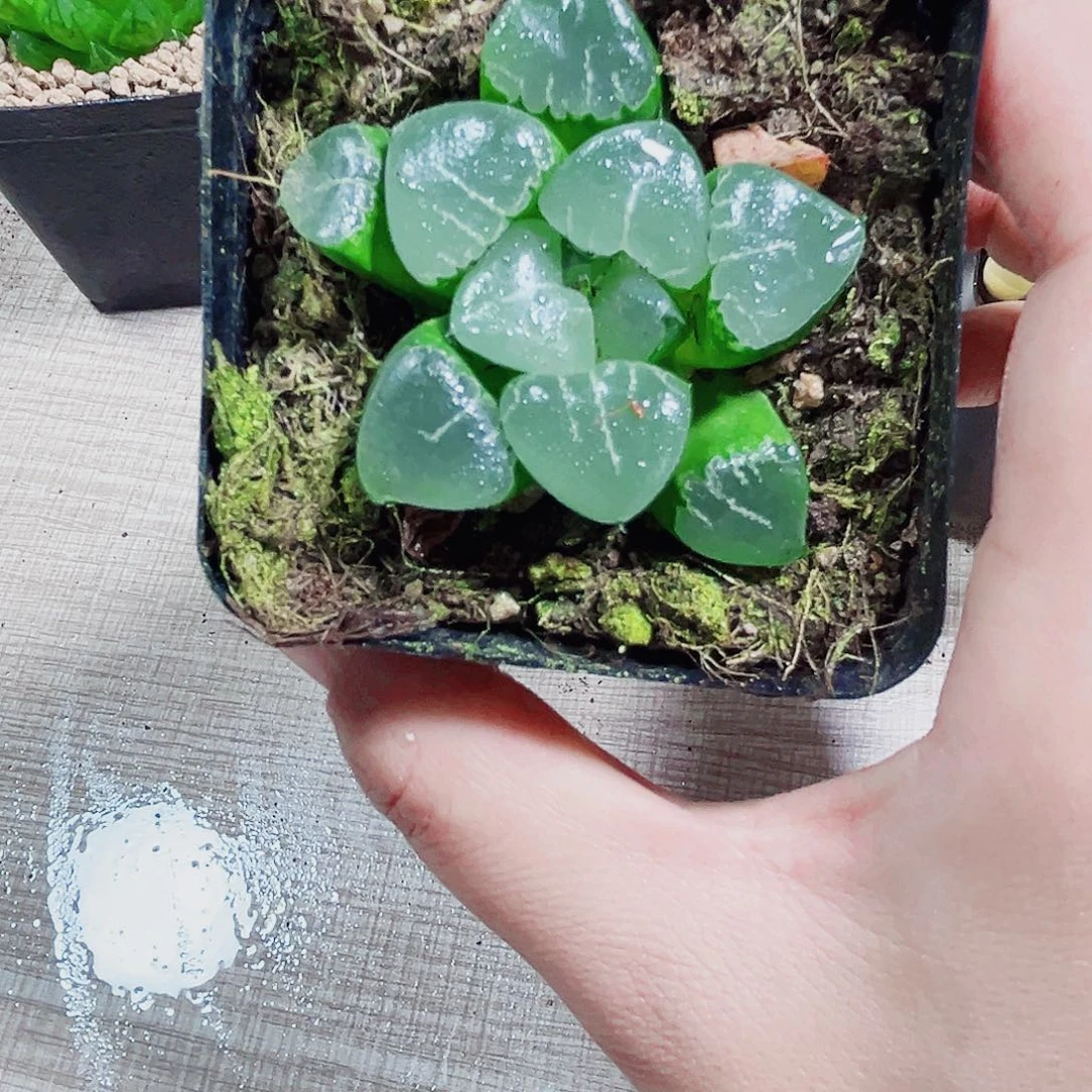 姬翠寿多肉植物6666