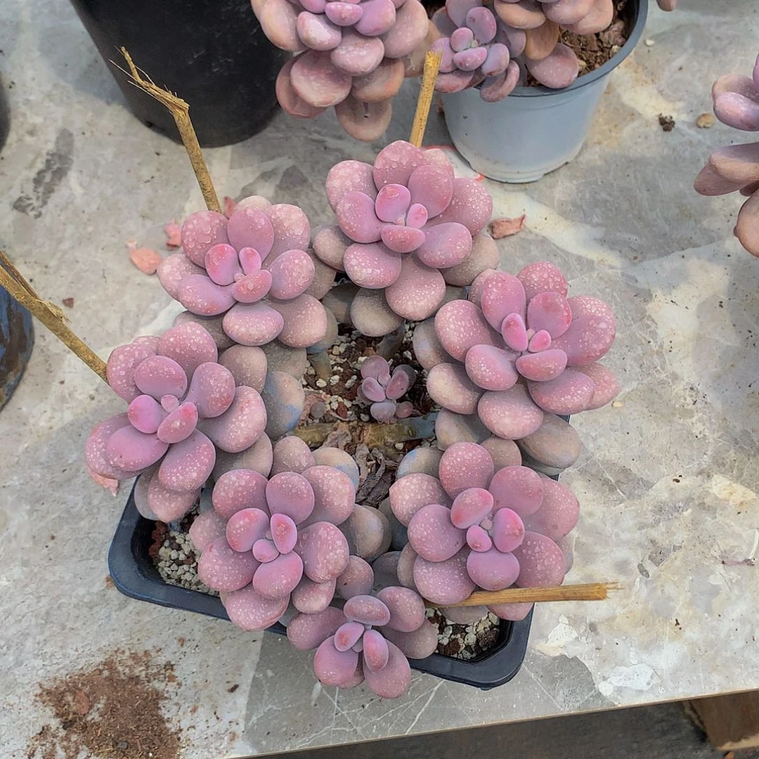 花**墨一物一拍包邮