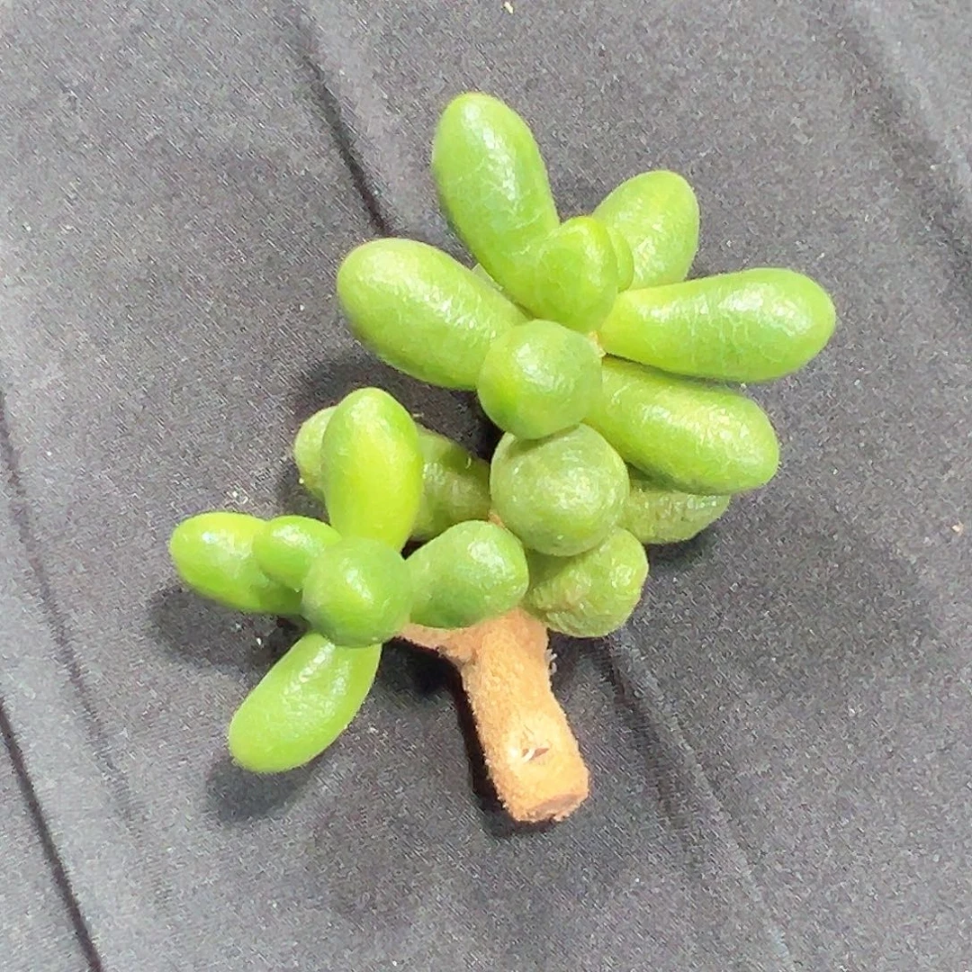 绿龟之卵锦 小方花圃一单包邮非偏远